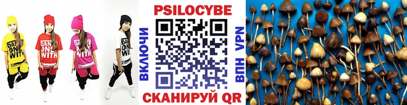 Купить  Новозыбков  Псилоцибиновые грибы Psilocybe 